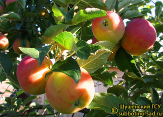 Сорта яблонь для Республики Марий Эл названия, фото, описание